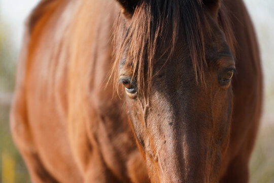 close up photo of horse face