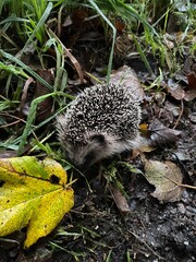 hedgehog in the grass