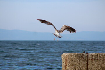 Fototapeta premium pelican in flight