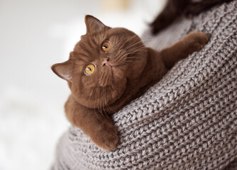 Britisch Kurzhaar Kitten edel und imposant Odd eyed