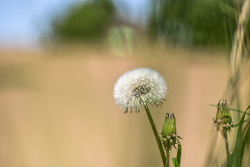 Obraz na płótnie Canvas dandelion in the grass