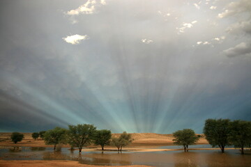 After the rains in the Kgalagadi - obrazy, fototapety, plakaty