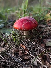 fly mushroom