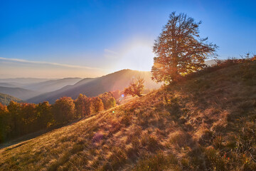 Autumn sunset in the mountains. The golden leaves of the beeches glow in the rays of the sun. Long shadows on the dry grass of a mountain meadow