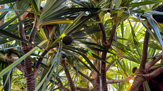 screwpine, pandanus utilis, la palma