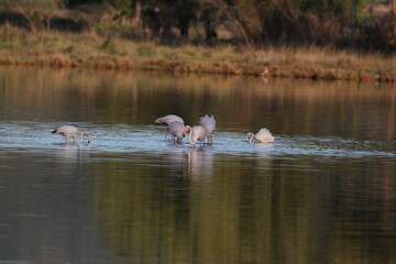 group of pink flamingos in Greece, Europe