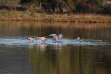 group of pink flamingos in Greece, Europe