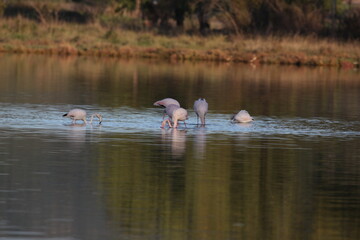 group of pink flamingos in Greece, Europe
