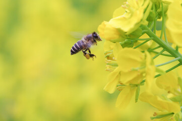 菜の花とミツバチ