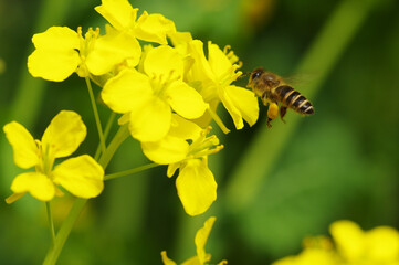 菜の花とミツバチ