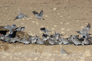 Cape Turtle Doves in the Kgalagadi