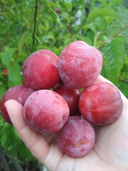 ripe juicy red plums in the palm of your hand