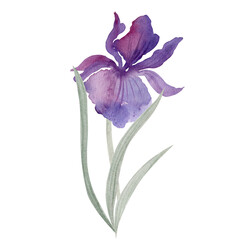 Iris flower. Watercolor seamless background.