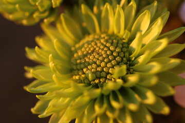 Macro closeup of green chrysanthemum