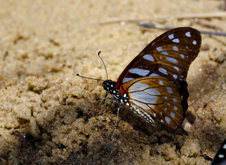 Fototapeta na wymiar Blue Tiger Butterfly or Danaini Nymphalidae found in Lake Malawi Shore in Southern Africa