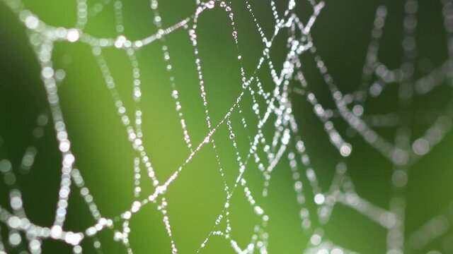 Close up of cobweb with dew drops.