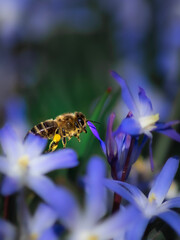 bee on flower