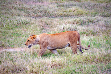 wild tanzanian animals in ngorongoro africa