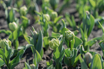 green tulips
