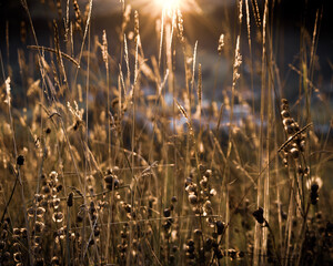 grass and sun