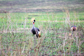 wild tanzanian animals in ngorongoro africa