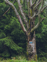 The landscape of the Sowie Mountains on the hiking trail to Wielka Sowa © spacer.z.aparatem 