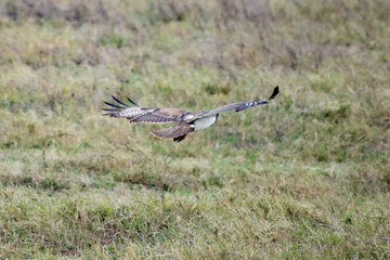 wild tanzanian animals in ngorongoro africa
