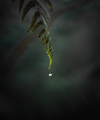 green background dewdrop on a fern