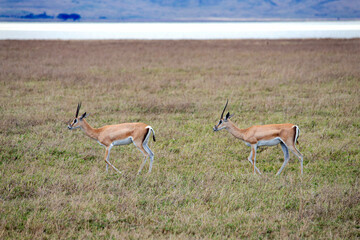 wild tanzanian animals in ngorongoro africa