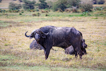 wild tanzanian animals in ngorongoro africa
