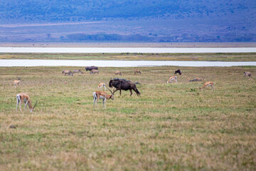 Naklejka na ściany i meble wildlife and animals in tanzania safari ngorongoro