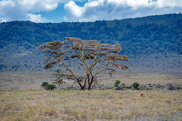 Obraz premium wildlife and animals in tanzania safari ngorongoro