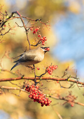 Cedar Waxwing  on Red Berries Tree