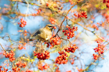 Cedar Waxwing  on Red Berries Tree