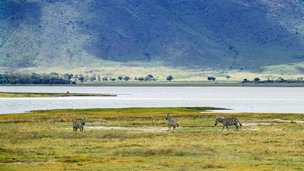 wildlife and animals in tanzania safari ngorongoro