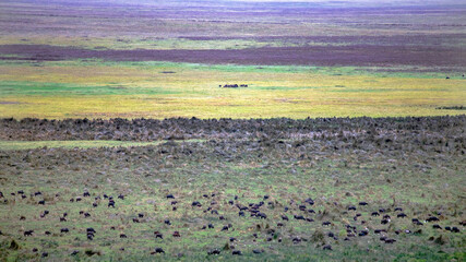 wildlife and animals in tanzania safari ngorongoro