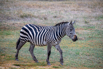 Naklejka premium wildlife and animals in tanzania safari ngorongoro