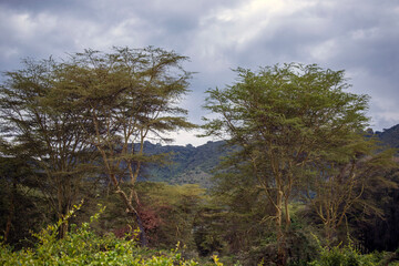 Obraz premium wildlife and animals in tanzania safari ngorongoro