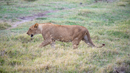 wildlife and animals in tanzania safari ngorongoro