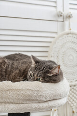 Gray tabby cat relaxing on cat tree scratching post