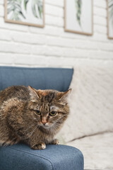 The cute cat is sitting on the sofa