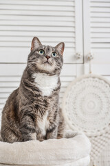 Gray tabby cat sitting on cat tree scratching post