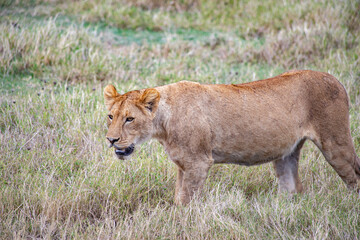 wildlife and animals in tanzania safari ngorongoro