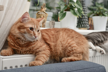 ginger cat relaxing on the warm radiator