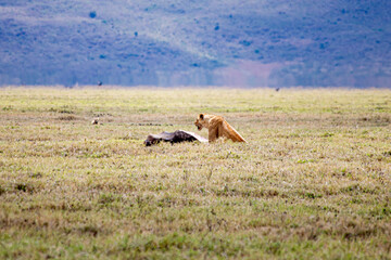 wildlife and animals in tanzania safari ngorongoro