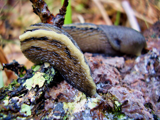 Close up of the tail of the Ashy-Grey Slug (Limax cinereoniger), on a rotten oak branch
