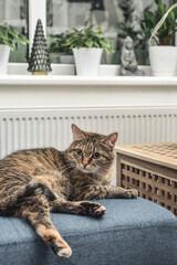 Cute cat lying on a sofa