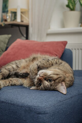 Cute cat lying on a sofa