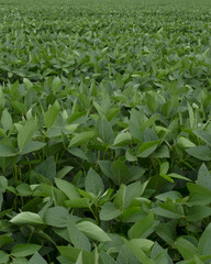 Brazilian plantation of soybean, selective focus.