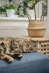 Cute cat lying on a sofa